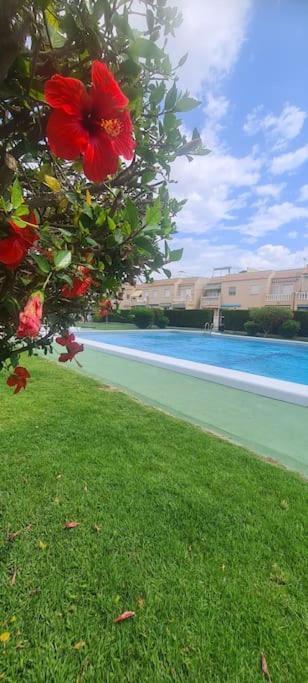 Bungalow Avec Piscine Torrevieja Bagian luar foto